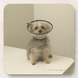 Terrier dog wearing protective collar coaster