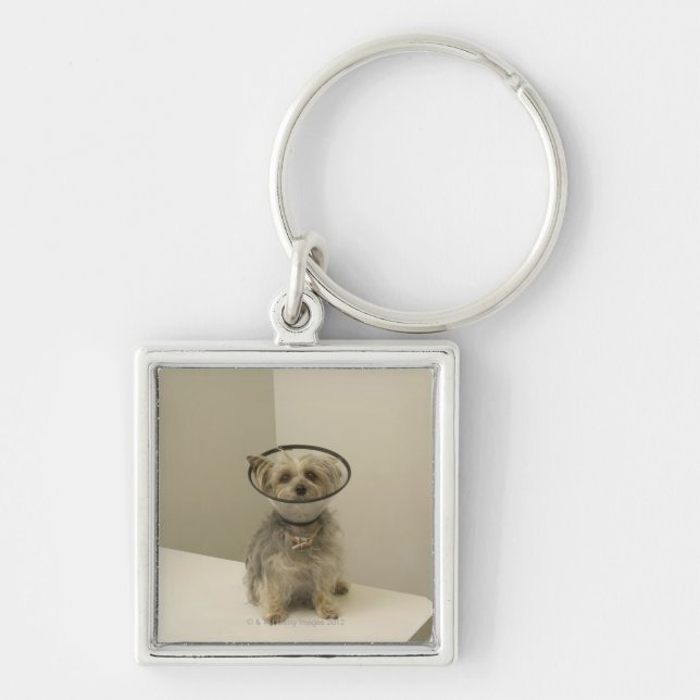 Terrier dog wearing protective collar key ring (Front)