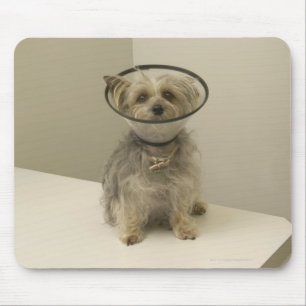 Terrier dog wearing protective collar mouse mat