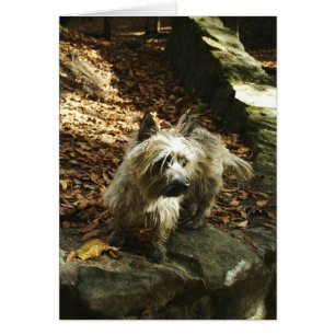 Terrier in Autumn Card