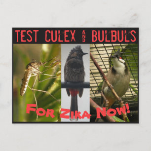 Test Culex & Bulbuls Postcard by RoseWrites