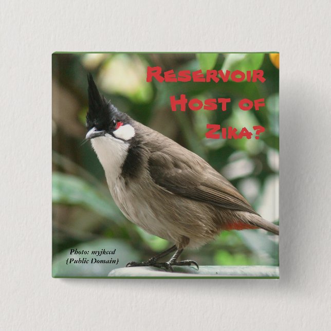 Test Red-Whiskered Bulbuls by RoseWrites 15 Cm Square Badge (Front)