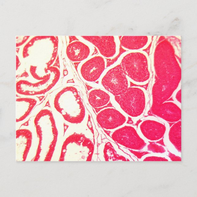 Testicle Cells under the Microscope Postcard (Front)