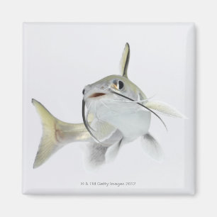 Tete sea catfish (Hexanematichthys seemanni) 2 Magnet