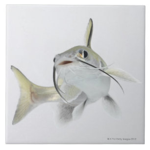 Tete sea catfish (Hexanematichthys seemanni) 2 Tile