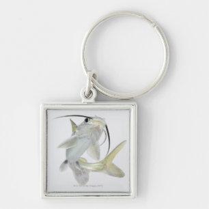 Tete sea catfish (Hexanematichthys seemanni) Key Ring