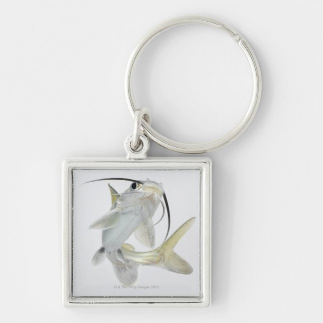 Tete sea catfish (Hexanematichthys seemanni) Key Ring (Front)