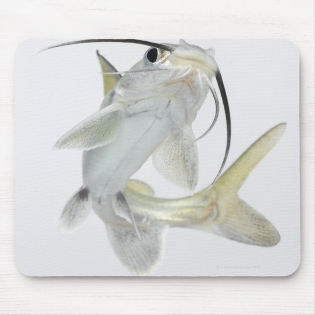 Tete sea catfish (Hexanematichthys seemanni) Mouse Mat (Front)