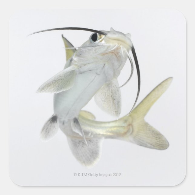 Tete sea catfish (Hexanematichthys seemanni) Square Sticker (Front)