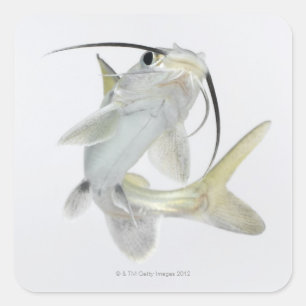Tete sea catfish (Hexanematichthys seemanni) Square Sticker