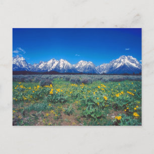 Teton Mountains and Wildflowers Postcard