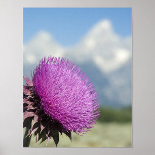 Tetons Thistle Poster