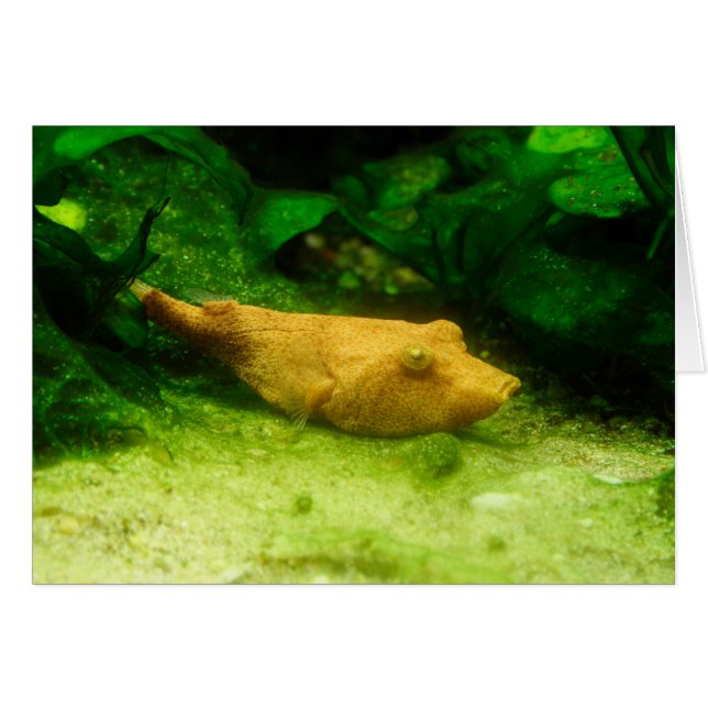 Tetraodon miurus (Front Horizontal)