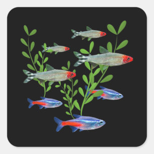 Tetras Aquarium Neon Tetras Rummy Nose Tetras Fish Square Sticker