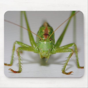 Tettigonia viridissima mouse mat