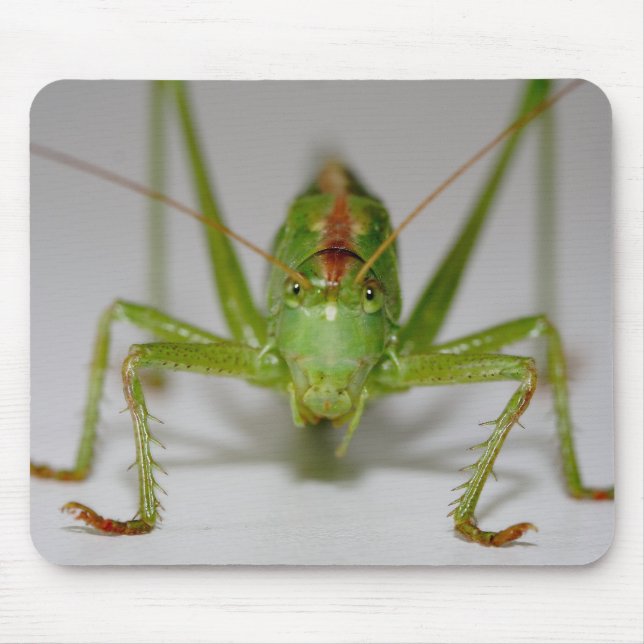 Tettigonia viridissima mouse mat (Front)