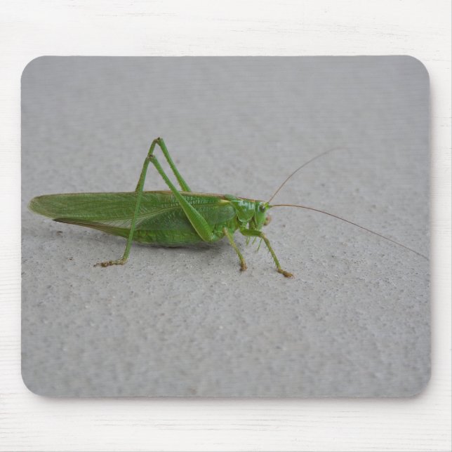 Tettigonia viridissima mouse mat (Front)