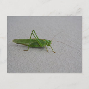 Tettigonia viridissima postcard