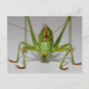 Tettigonia viridissima postcard