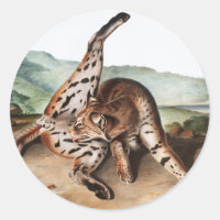 Texan Lynx (Lynx rufus var maculatus) Illustration