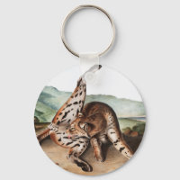 Texan Lynx (Lynx rufus var maculatus) Illustration
