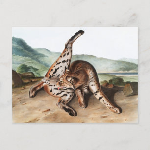 Texan Lynx (Lynx rufus var maculatus) Illustration Postcard