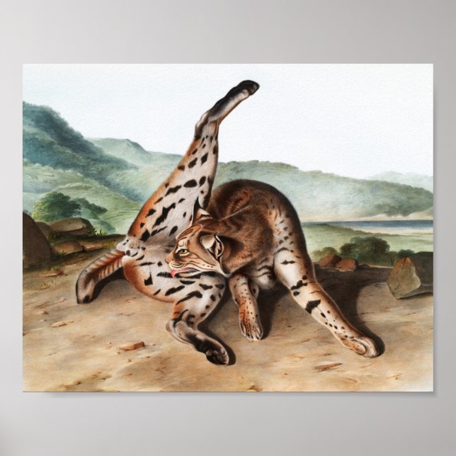 Texan Lynx (Lynx rufus var maculatus) Illustration Poster (Front)