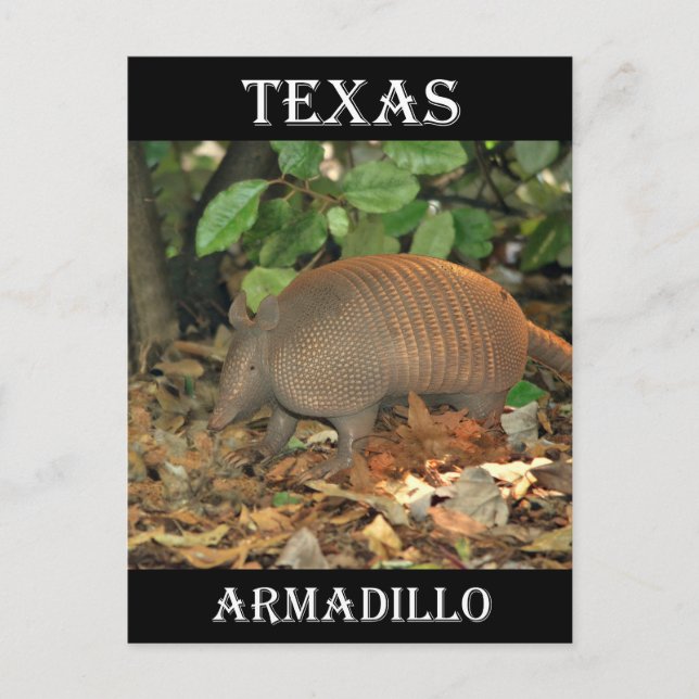 Texas Armadillo Postcard (Front)