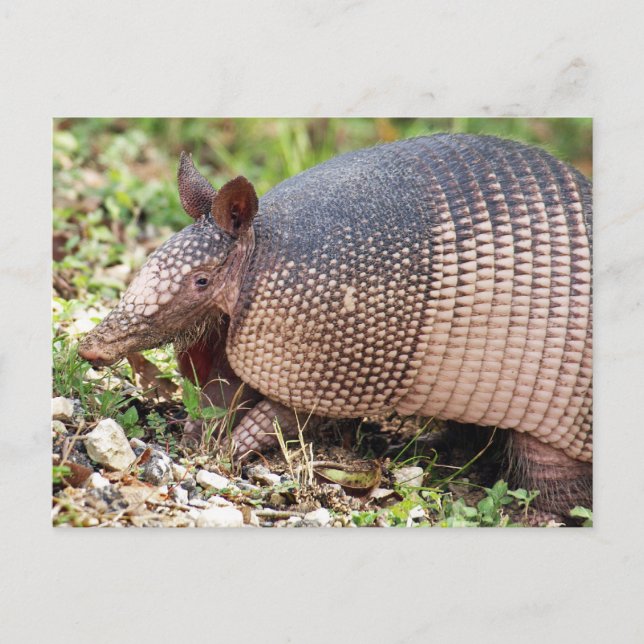 Texas Armadillo Postcard #3 (Front)
