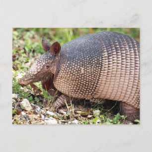 Texas Armadillo Postcard #3