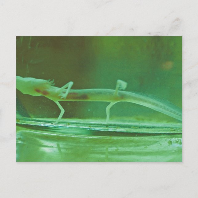 Texas Blind Salamander Postcard (Front)