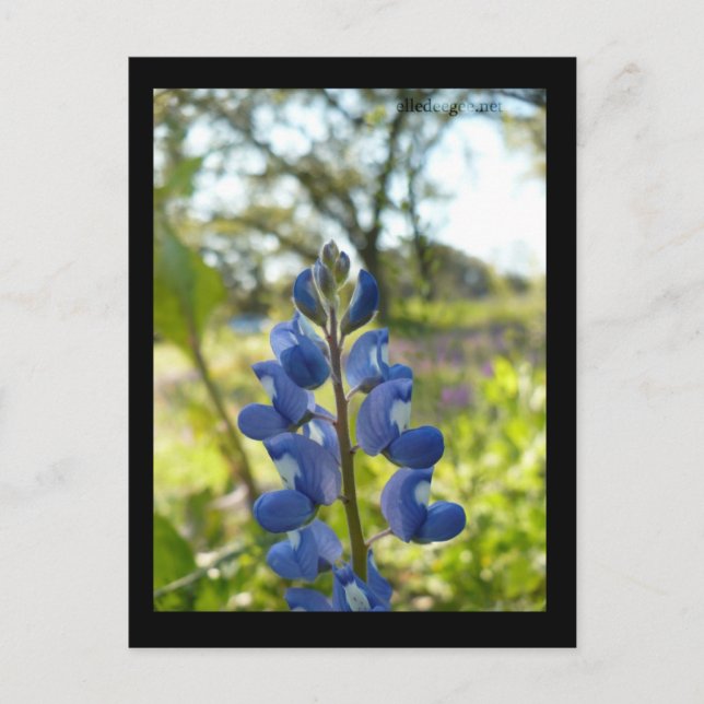 Texas Blue Bonnet Postcard (Front)