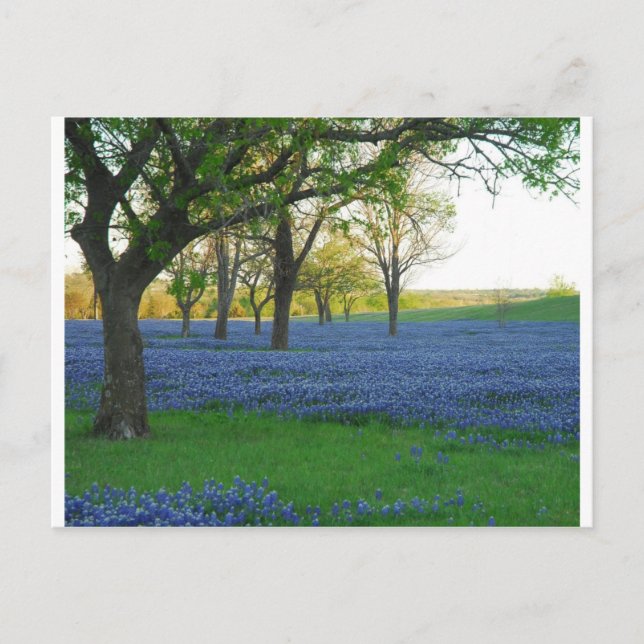 Texas Blue Bonnets Postcard (Front)