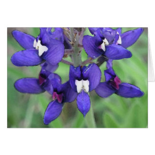 Texas Bluebonnet #1