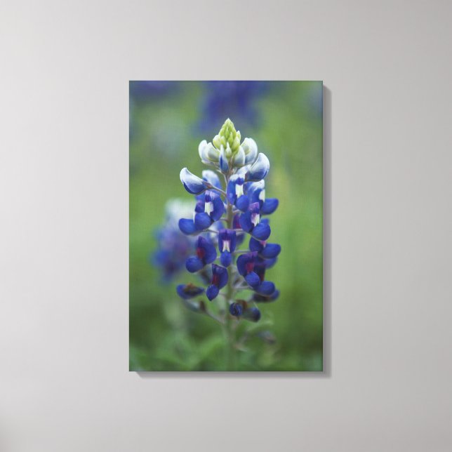 Texas Bluebonnet Canvas Print (Front)
