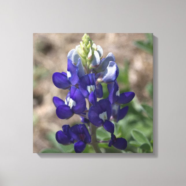 Texas Bluebonnet: Closeup Macro View Canvas Print (Front)