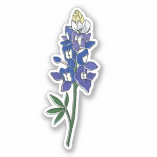 Texas Bluebonnet Flower