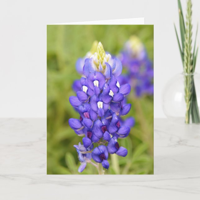 Texas Bluebonnet Flower Close Up Portrait Art Card (Front)