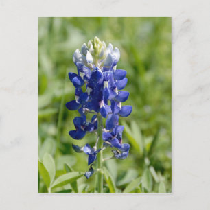 Texas Bluebonnet Flower Postcard