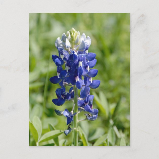 Texas Bluebonnet Flower Postcard (Front)