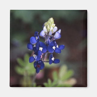 Texas Bluebonnet - Lupinus texensis Magnet