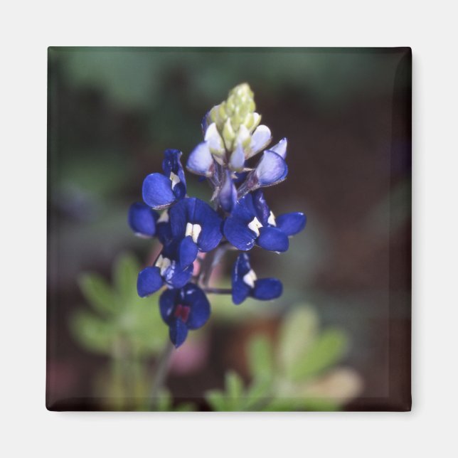 Texas Bluebonnet - Lupinus texensis Magnet (Front)
