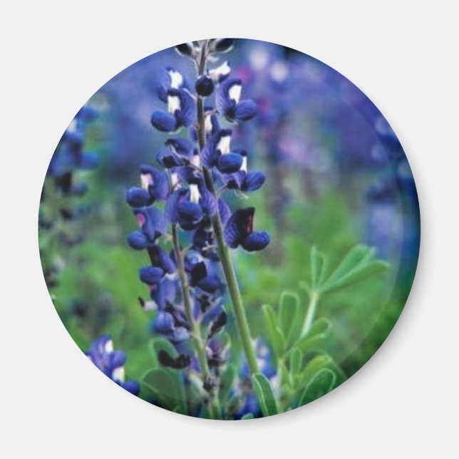Texas Bluebonnet Magnet (Front)