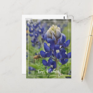 Texas Bluebonnet  Postcard