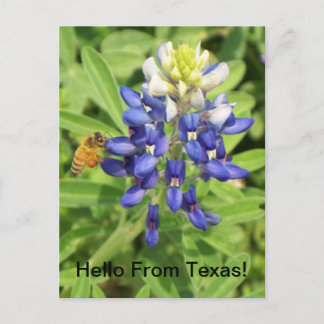 Texas Bluebonnet Postcard