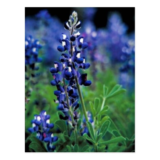 Texas Bluebonnet Postcard