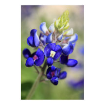 Texas Bluebonnet Poster