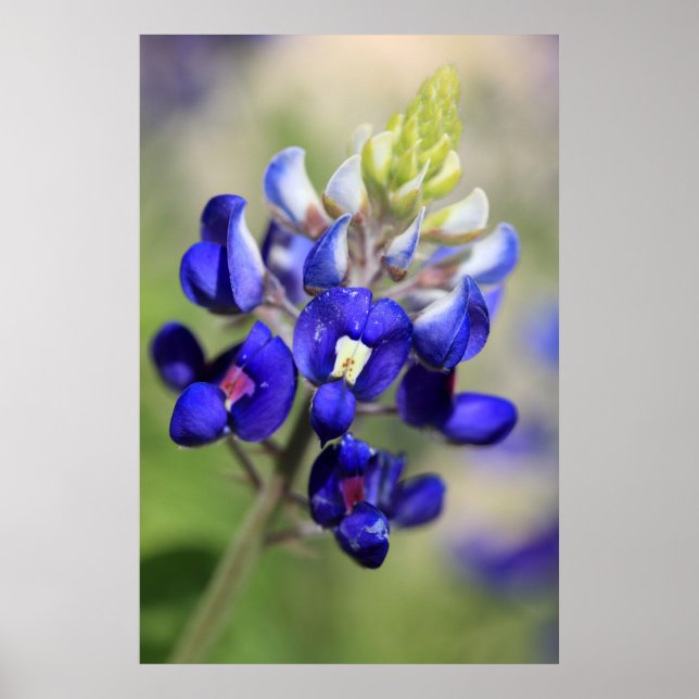 Texas Bluebonnet Poster (Front)
