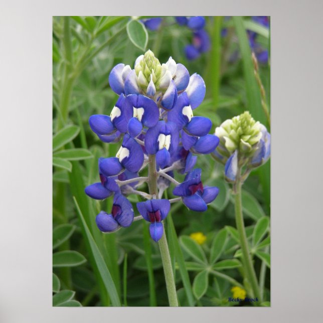 Texas Bluebonnet Poster (Front)