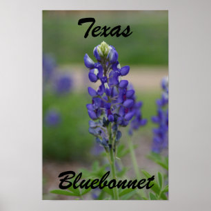 Texas, Bluebonnet Poster